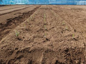 Common garden experiment