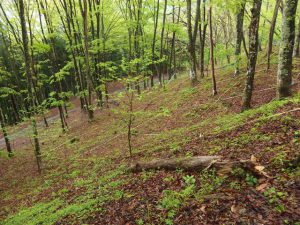 Deer fence for orchids