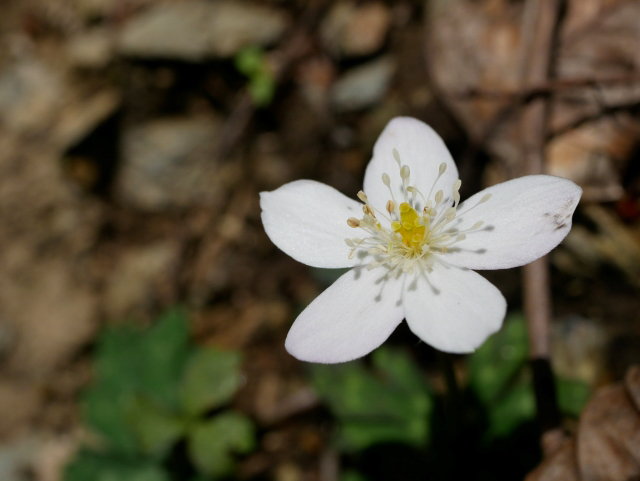 Anemone flaccida
